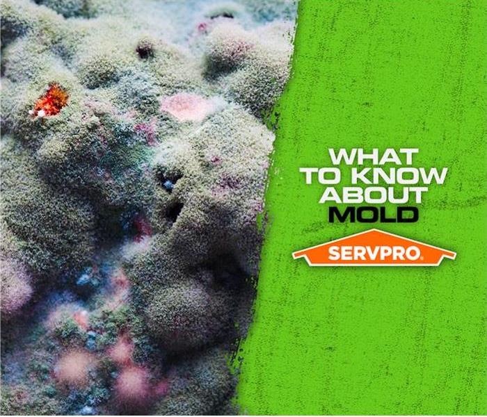 what to know about mold poster