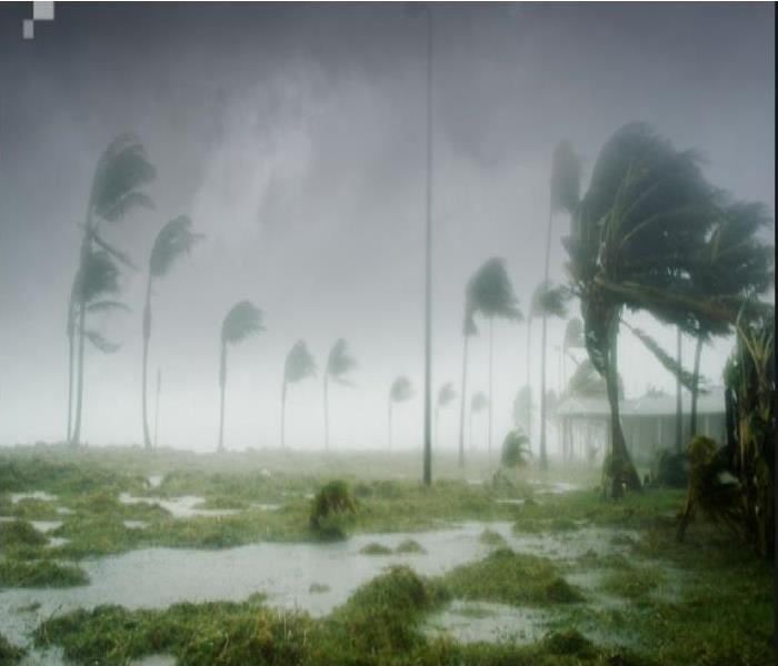 hurricane disrupting trees 